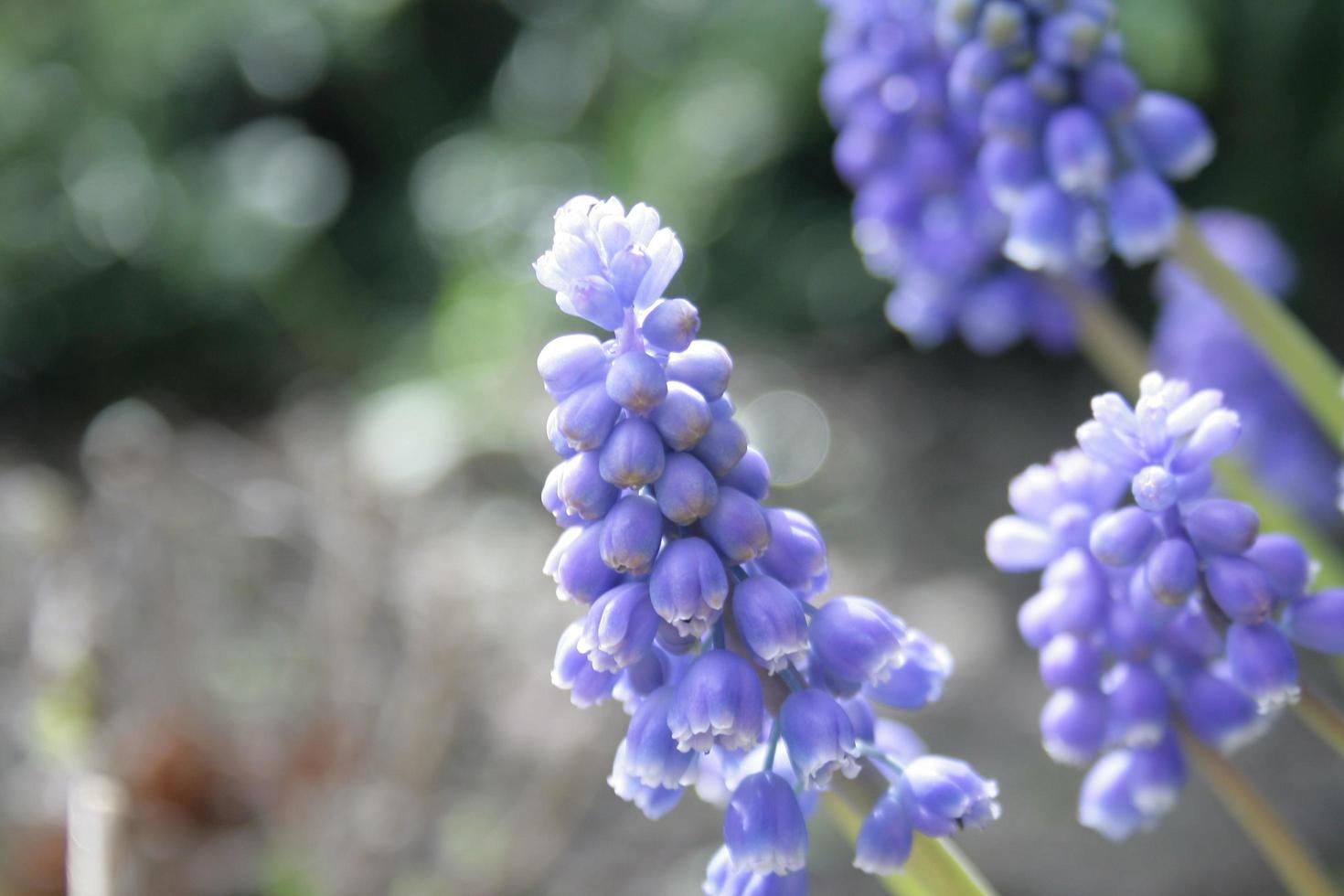 Close-up of grape hyacinths photo