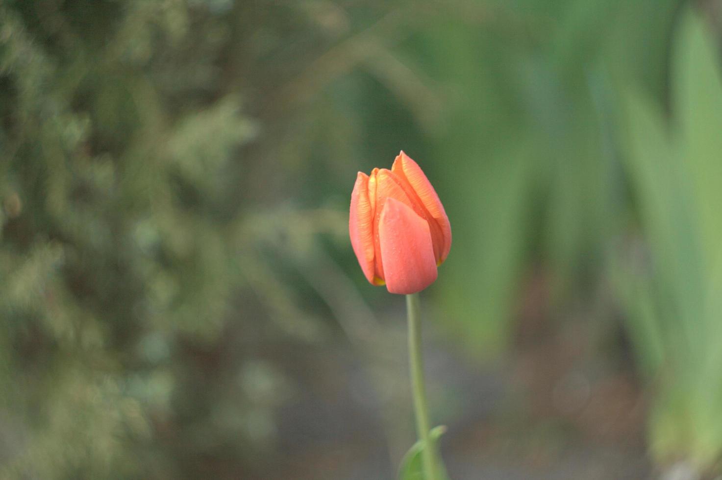 Pink tulip flower in a field photo