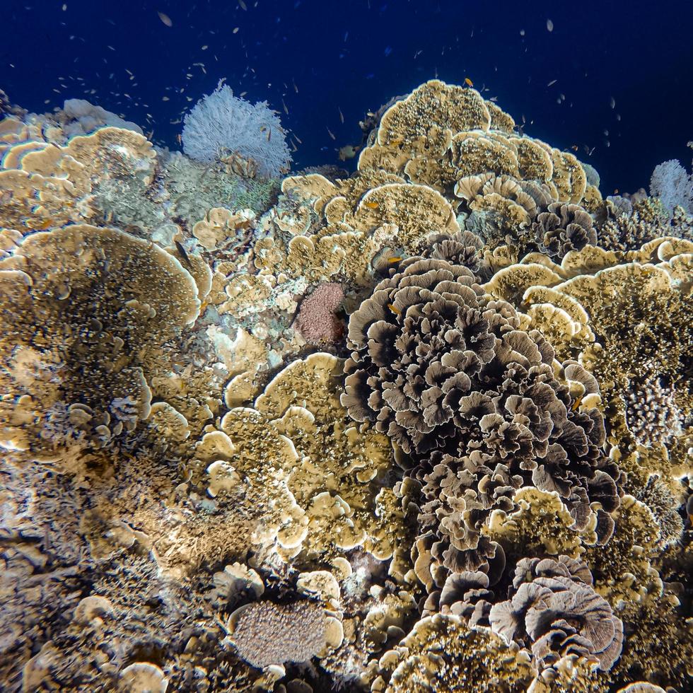 arrecifes de coral marrón bajo el agua foto