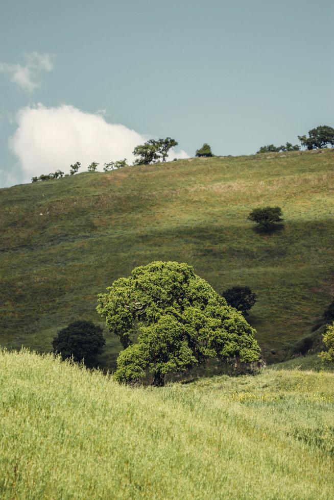 Green grassy field  photo