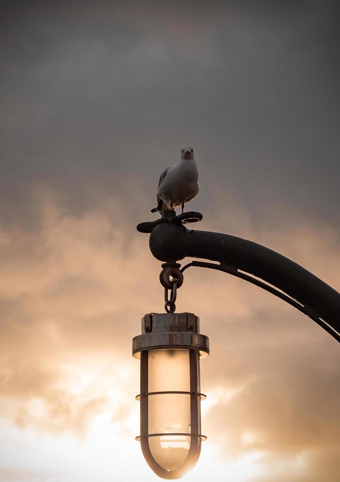 Seagull perched on lamp post photo