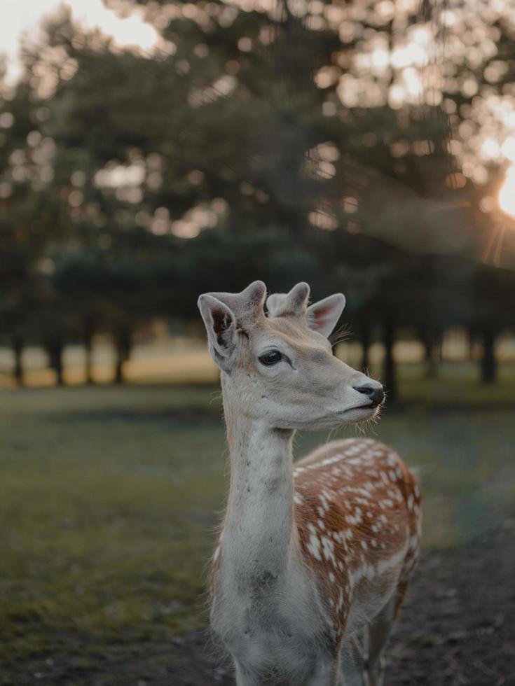 Shallow focus photo of brown deer