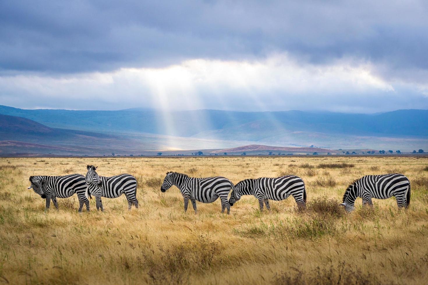 Zebras grazing on grass field photo