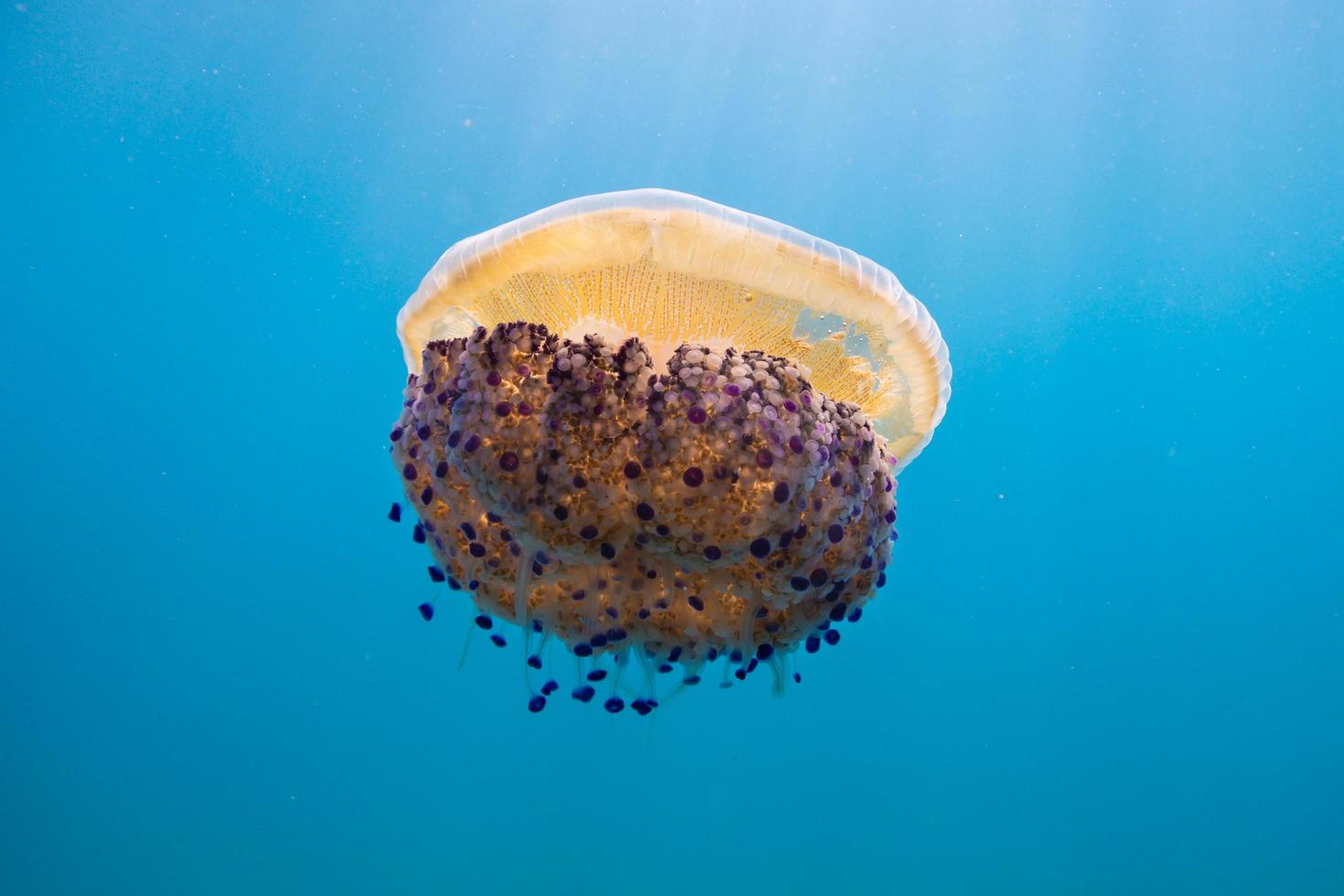 Brown and white jellyfish photo