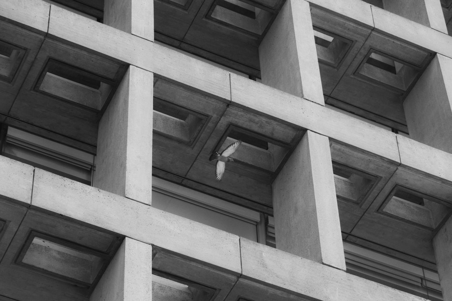 Pigeon flying inside building structure  photo