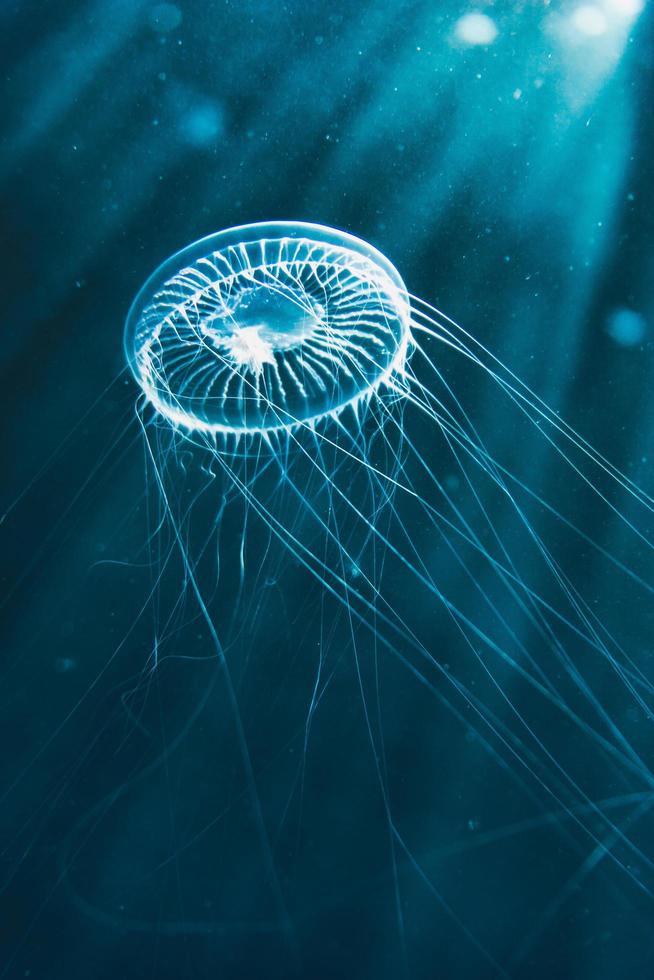 White jellyfish in blue water photo