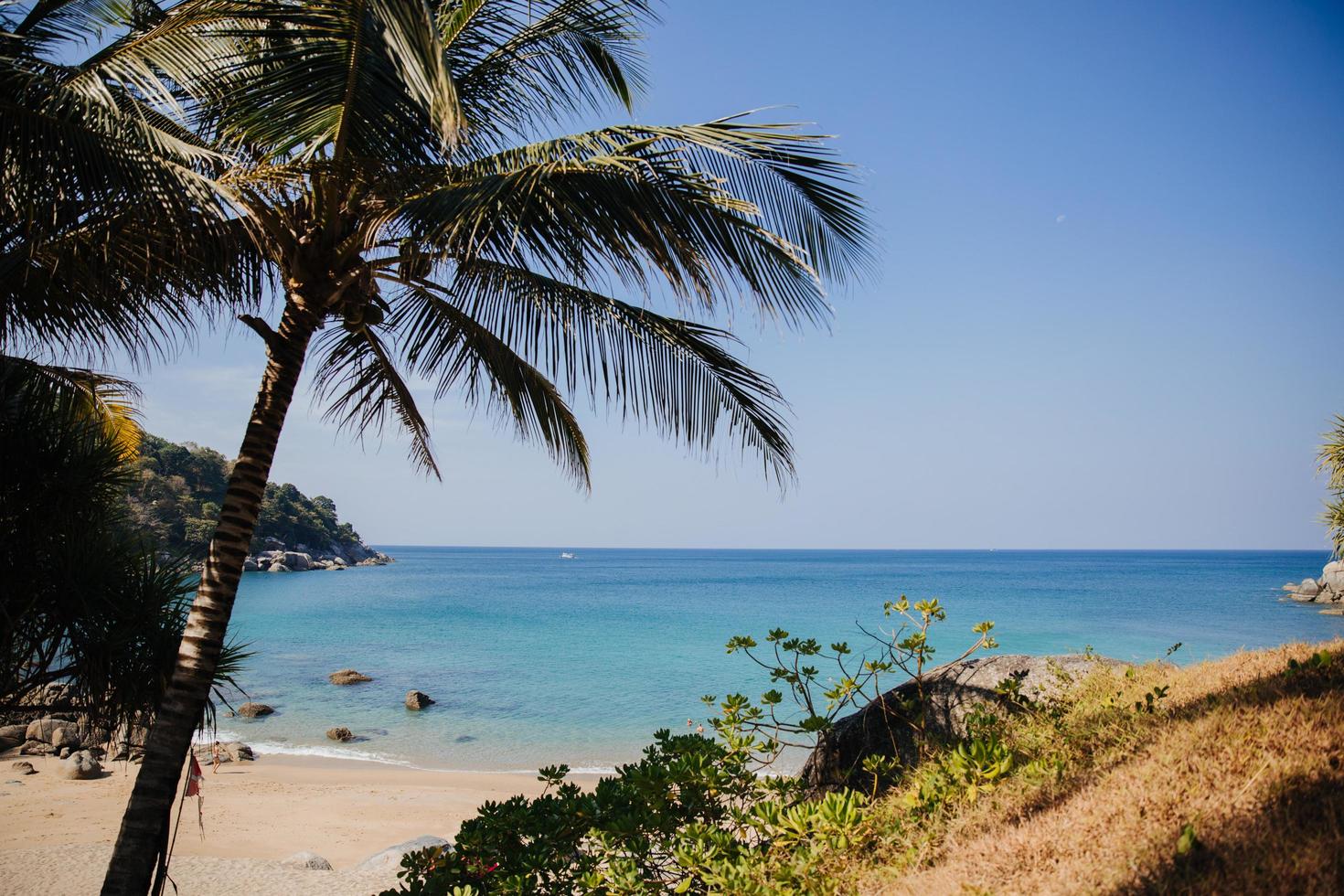 Palm tree near beach photo