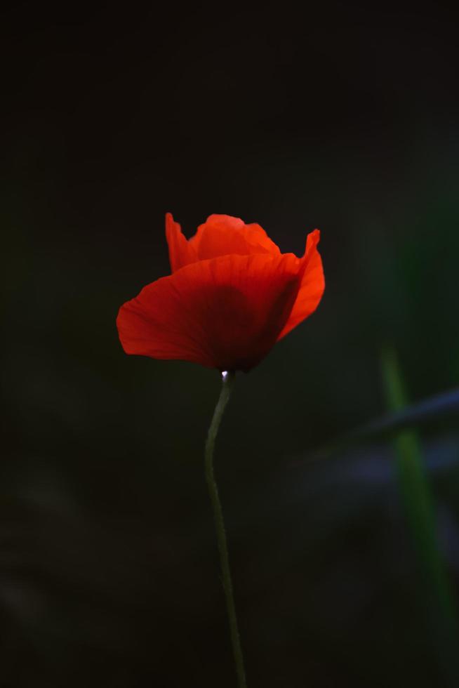 flor roja de cerca foto