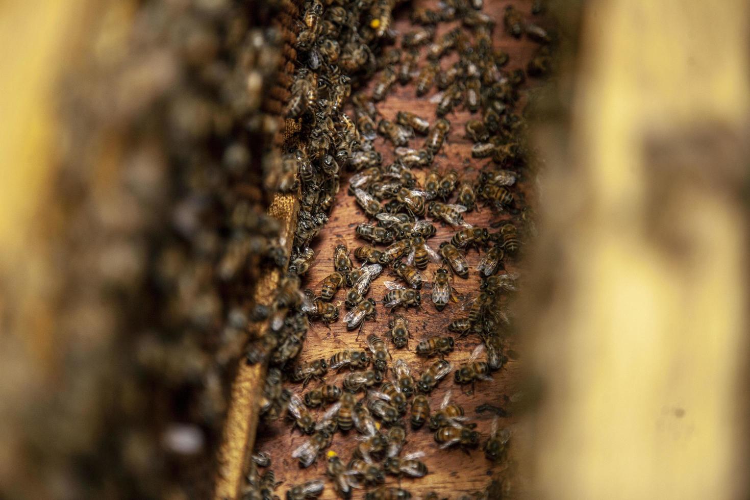 enjambre de abejas foto