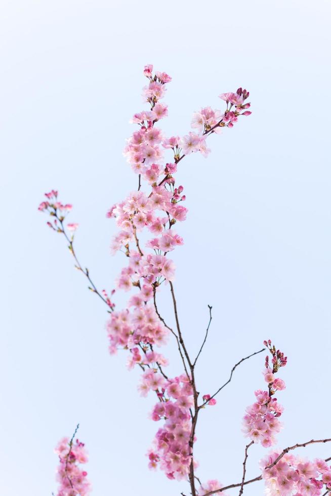 flores de cerezo rosa foto