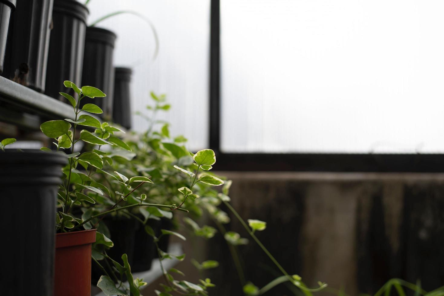 Green plant in pot photo