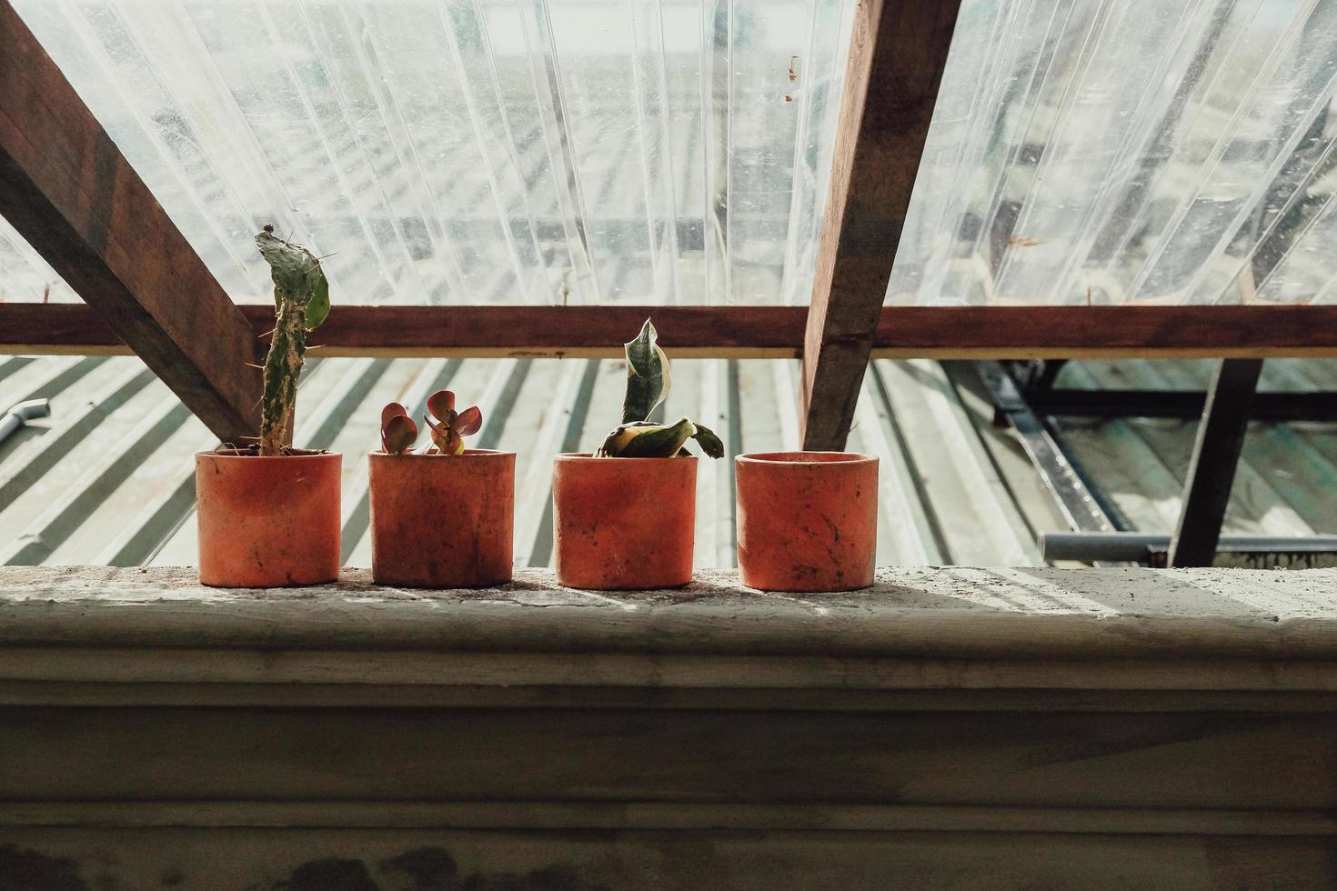 Green plants in clay pots photo