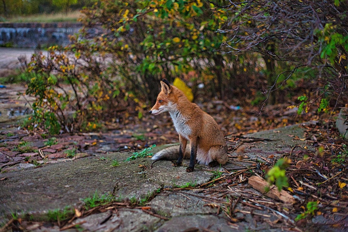 zorro sentado en el camino entre las plantas foto