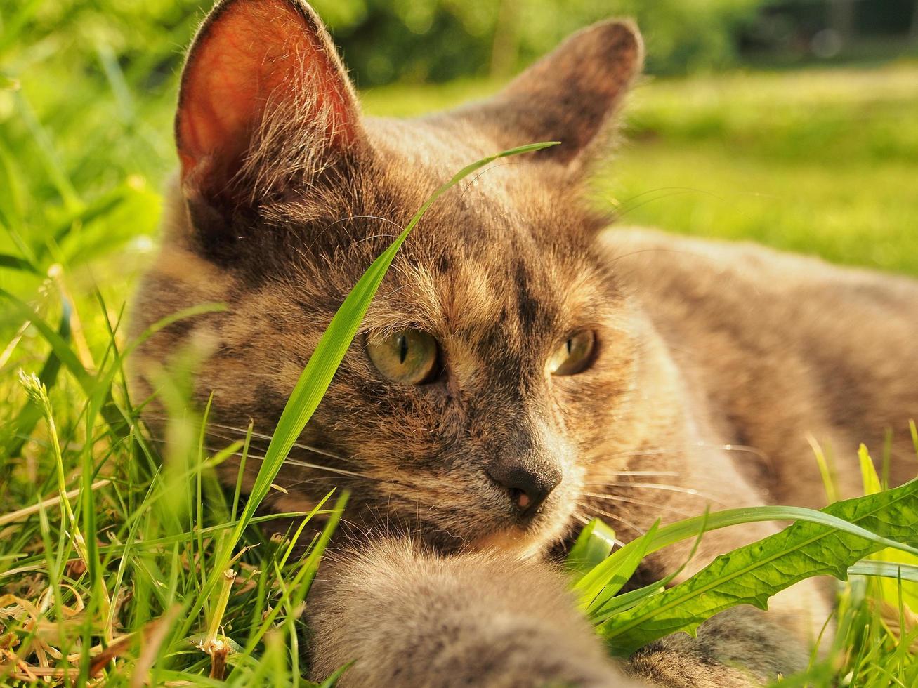 gato tirado en el pasto foto