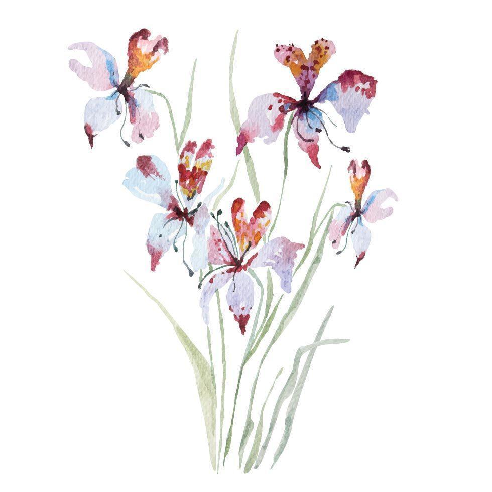 Painting of orchids with watercolor vector