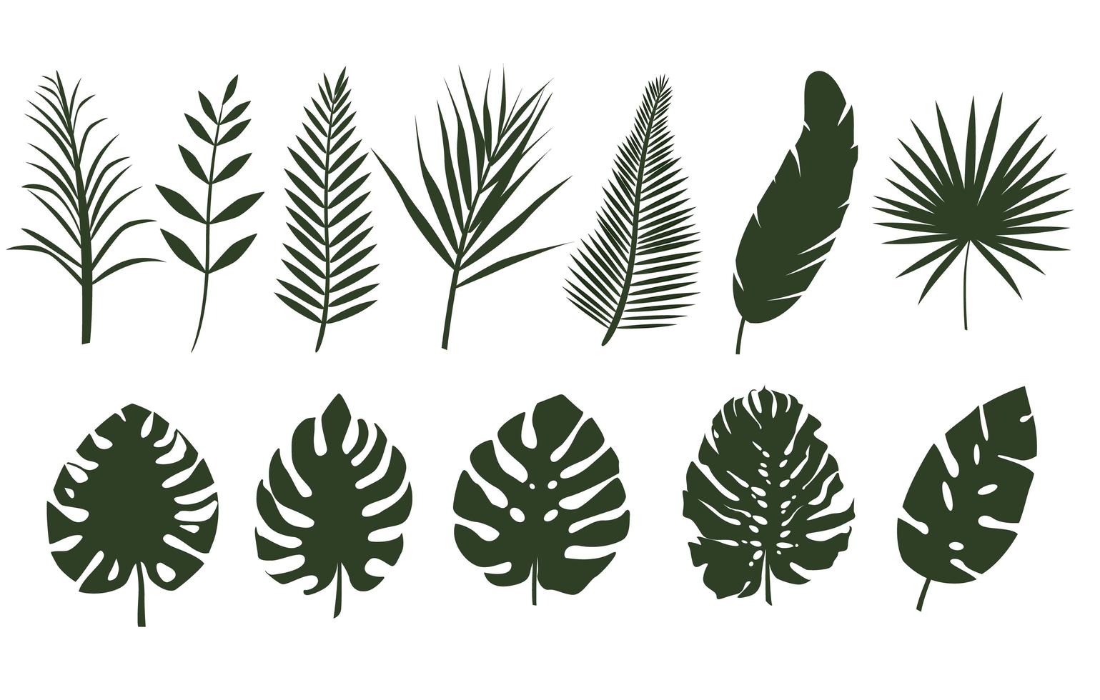 Monochrome leaves of different tropical plants vector