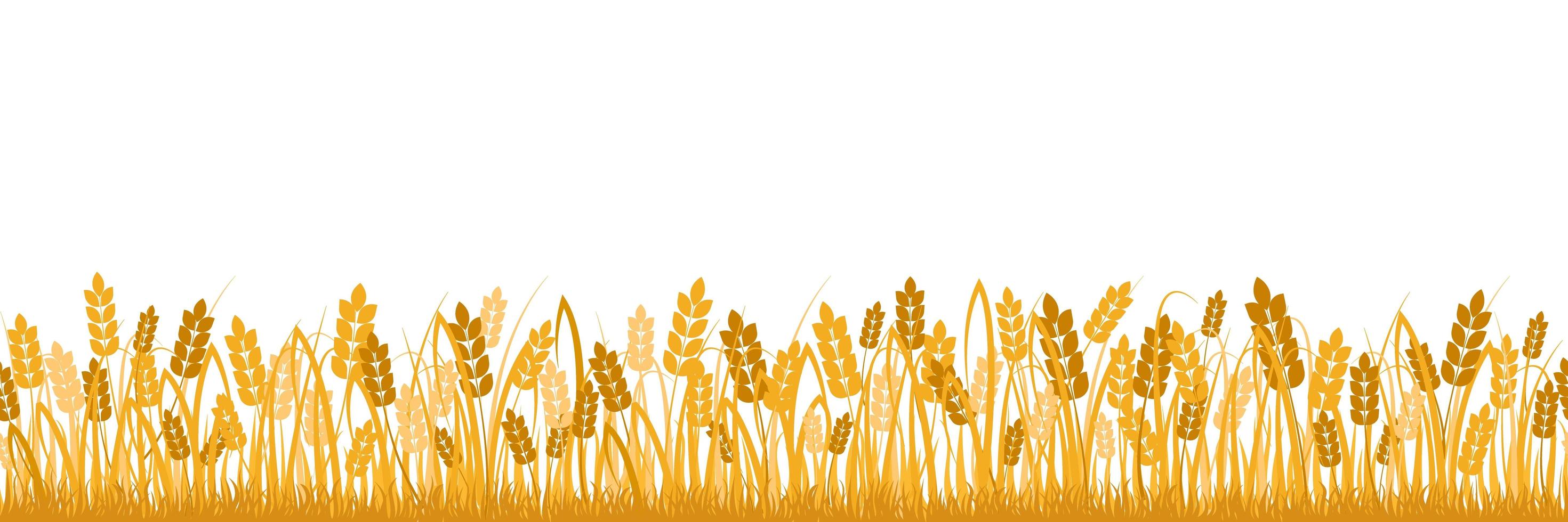 Cartoon yellow wheat isolated on white vector