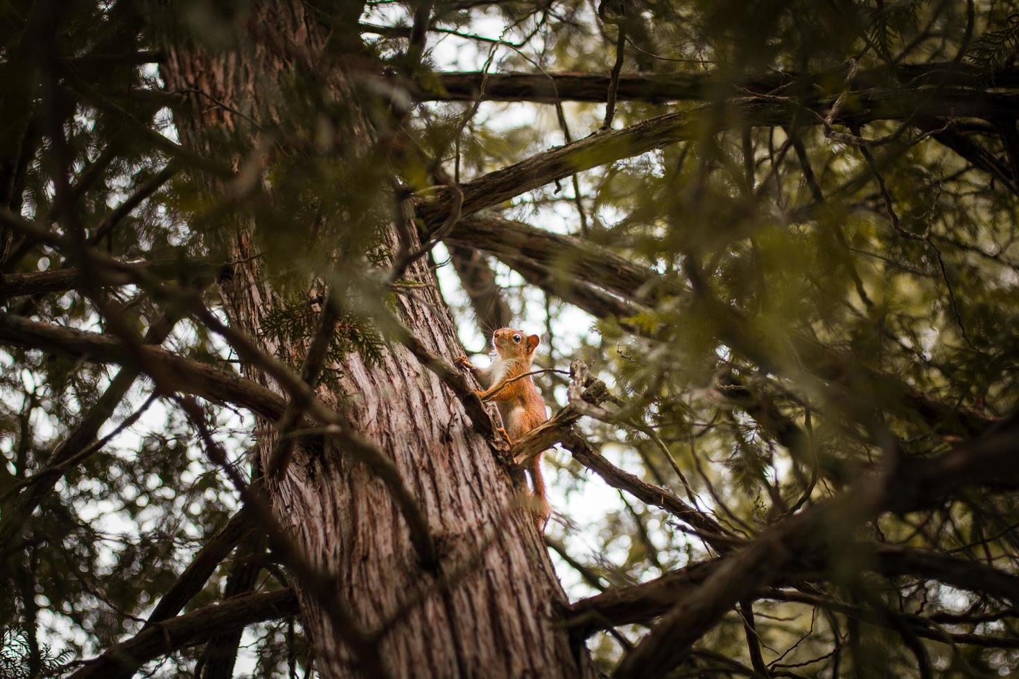 Squirrel on tree trunk photo