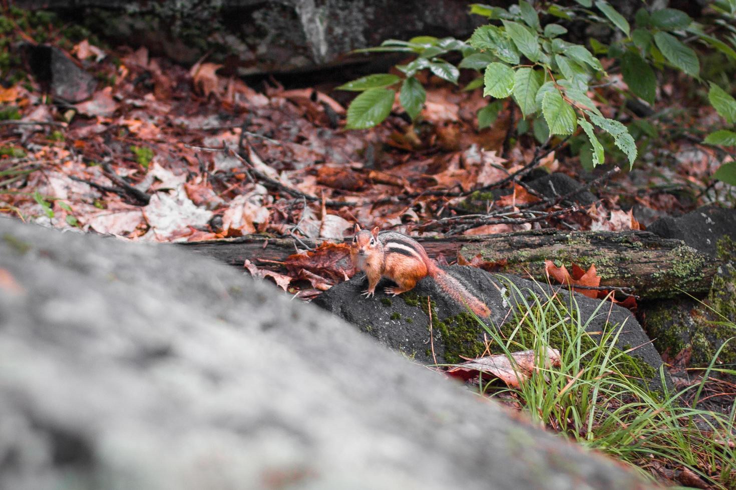 Squirrel in the woods photo