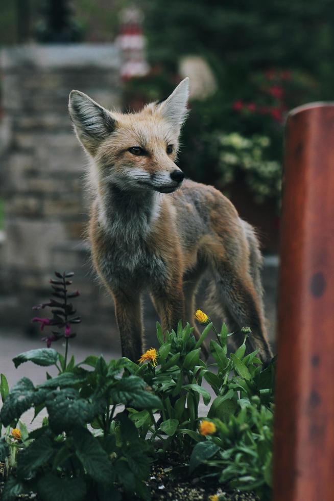 Red fox near green plant photo