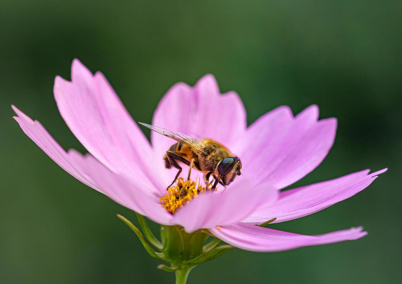 Bee on purple flower photo