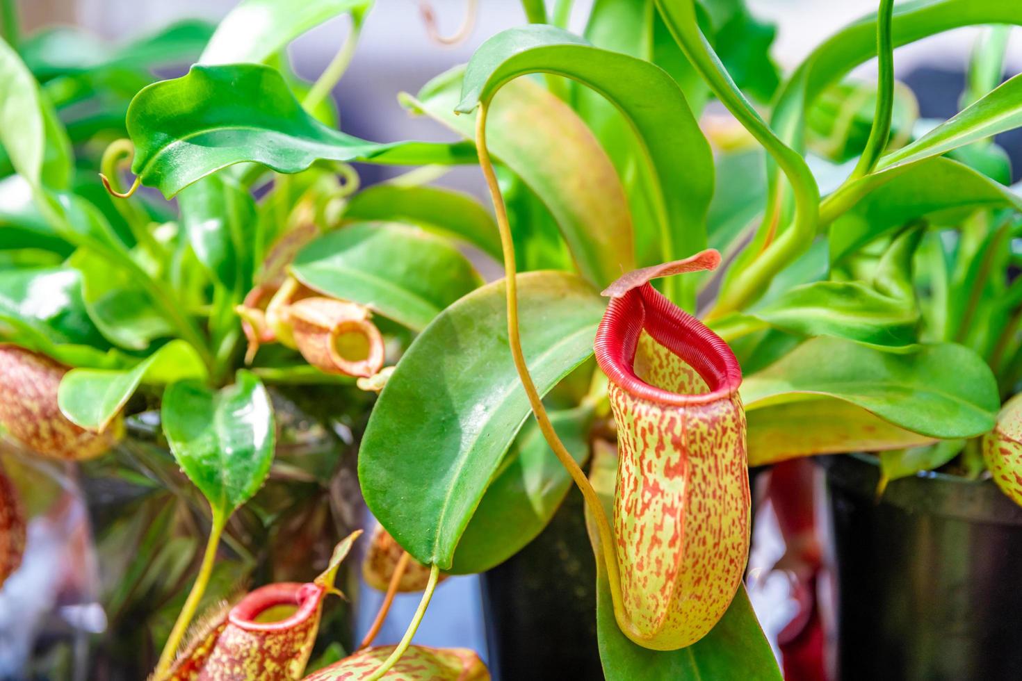 primer plano de una planta carnívora foto