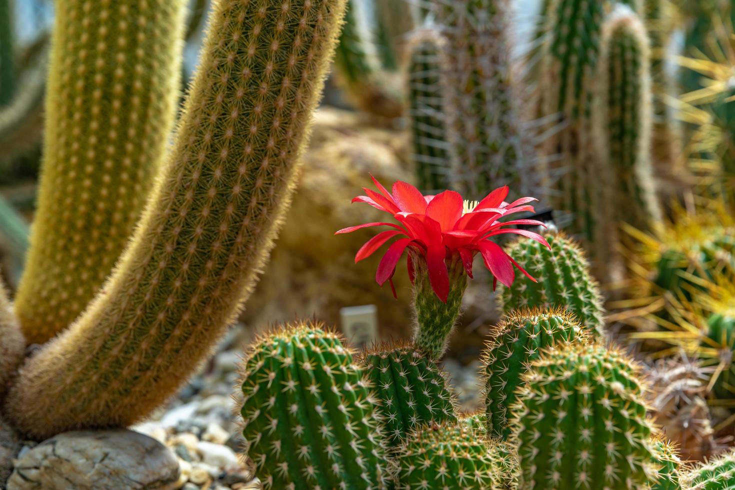 Red flower on cactus photo