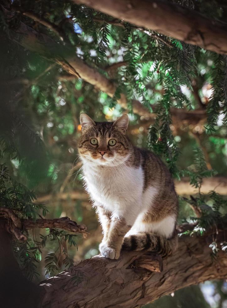 Brown and white tabby cat  photo