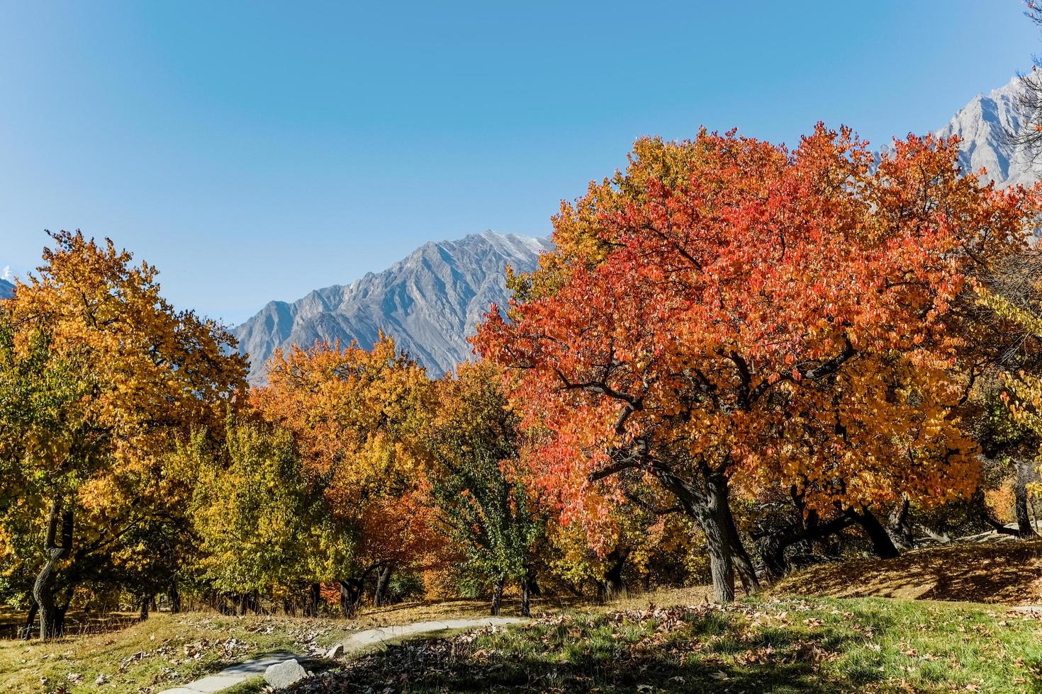 Follaje colorido en otoño en el valle de Hunza, Pakistán foto