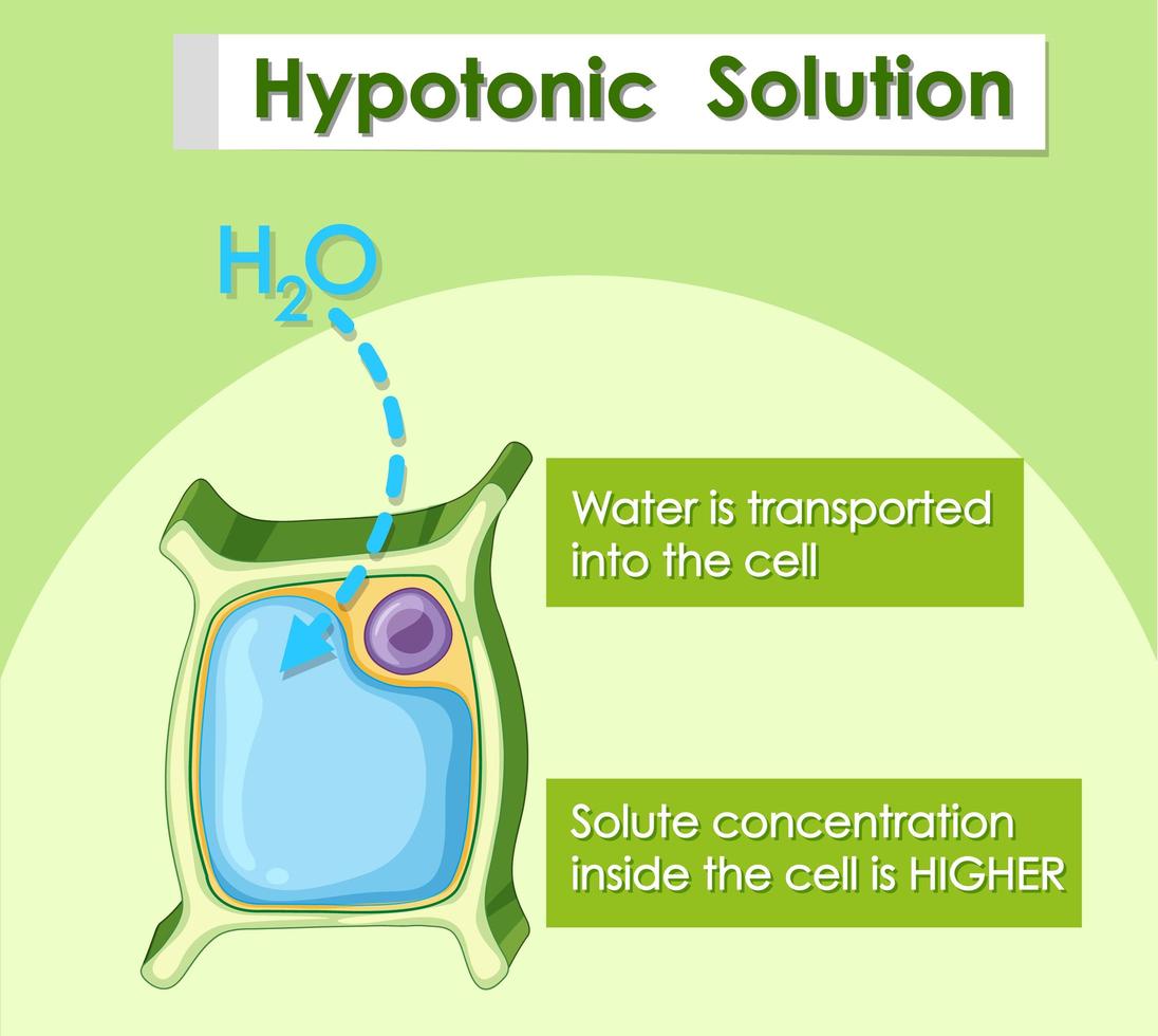 Diagram showing hypotonic solution vector