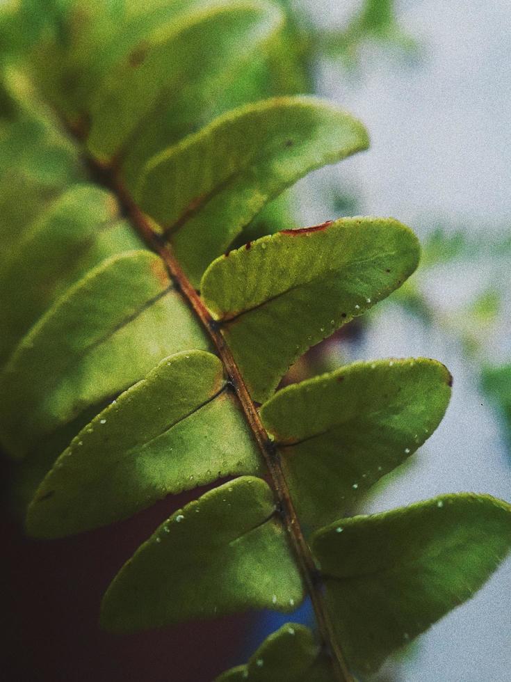 hojas verdes de cerca foto