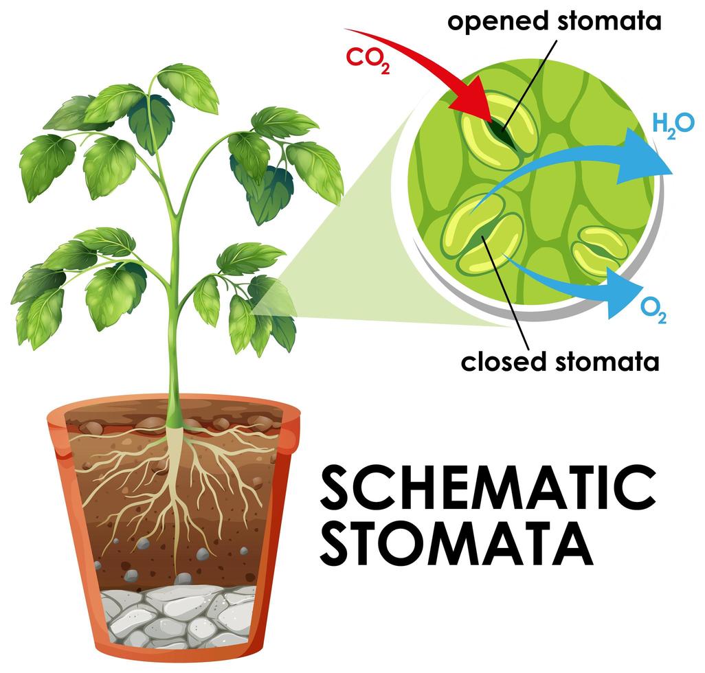 Diagram showing schematic stomata  vector