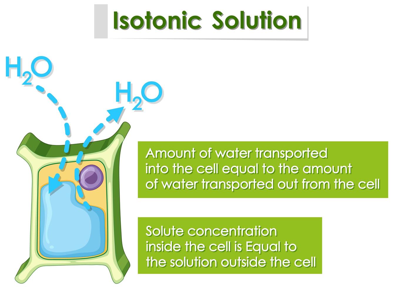 Diagram showing isotonic solution vector