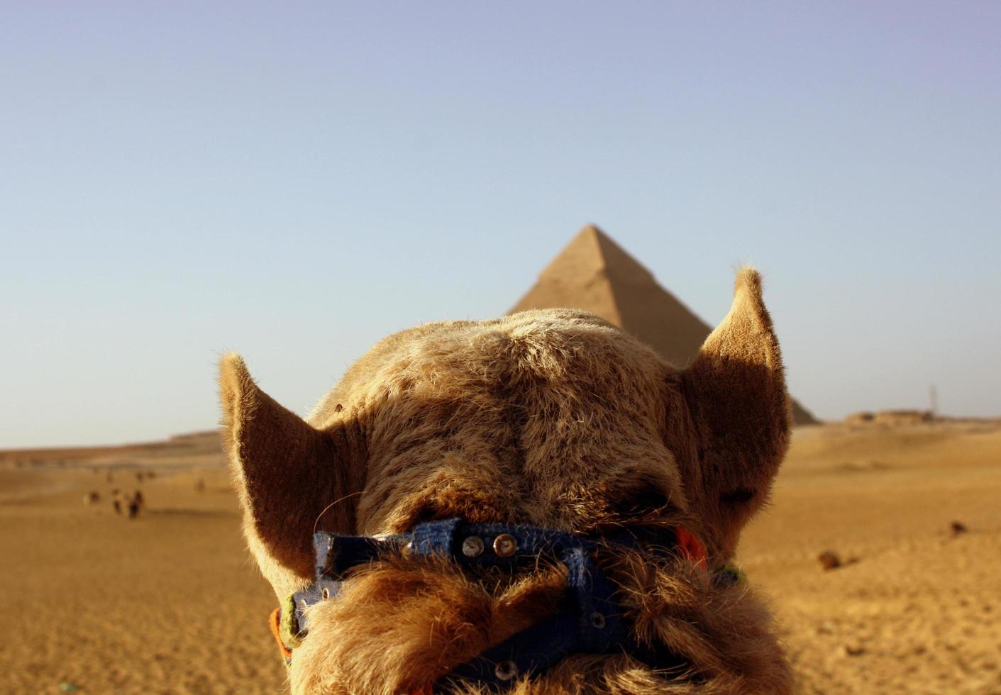 Vista de la cabeza de camello en Egipto. foto