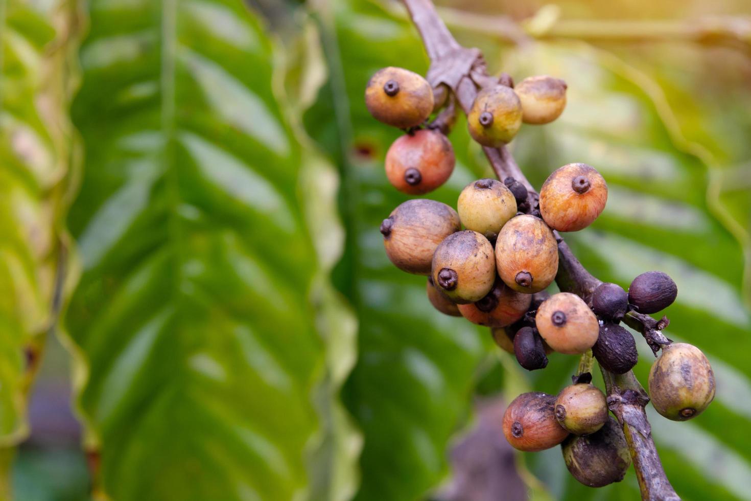 maduración de granos de café foto