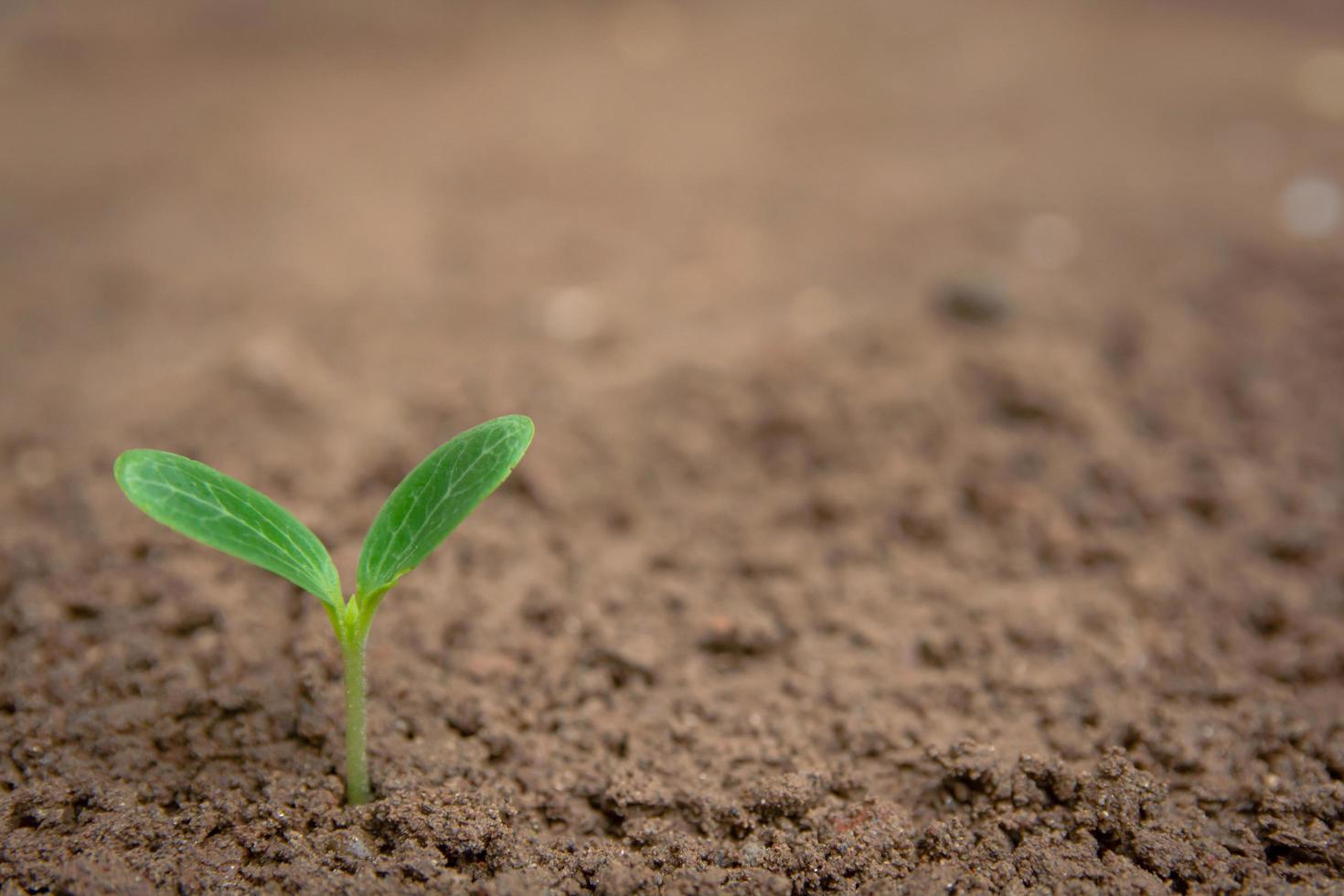 Green sprout growing from soil  photo