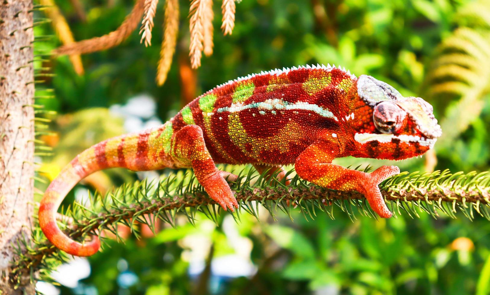 Colorful chameleon on tree branch photo