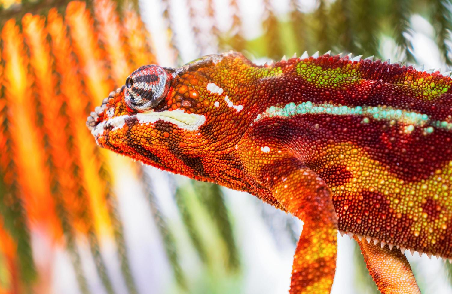 Close-up of chameleon photo