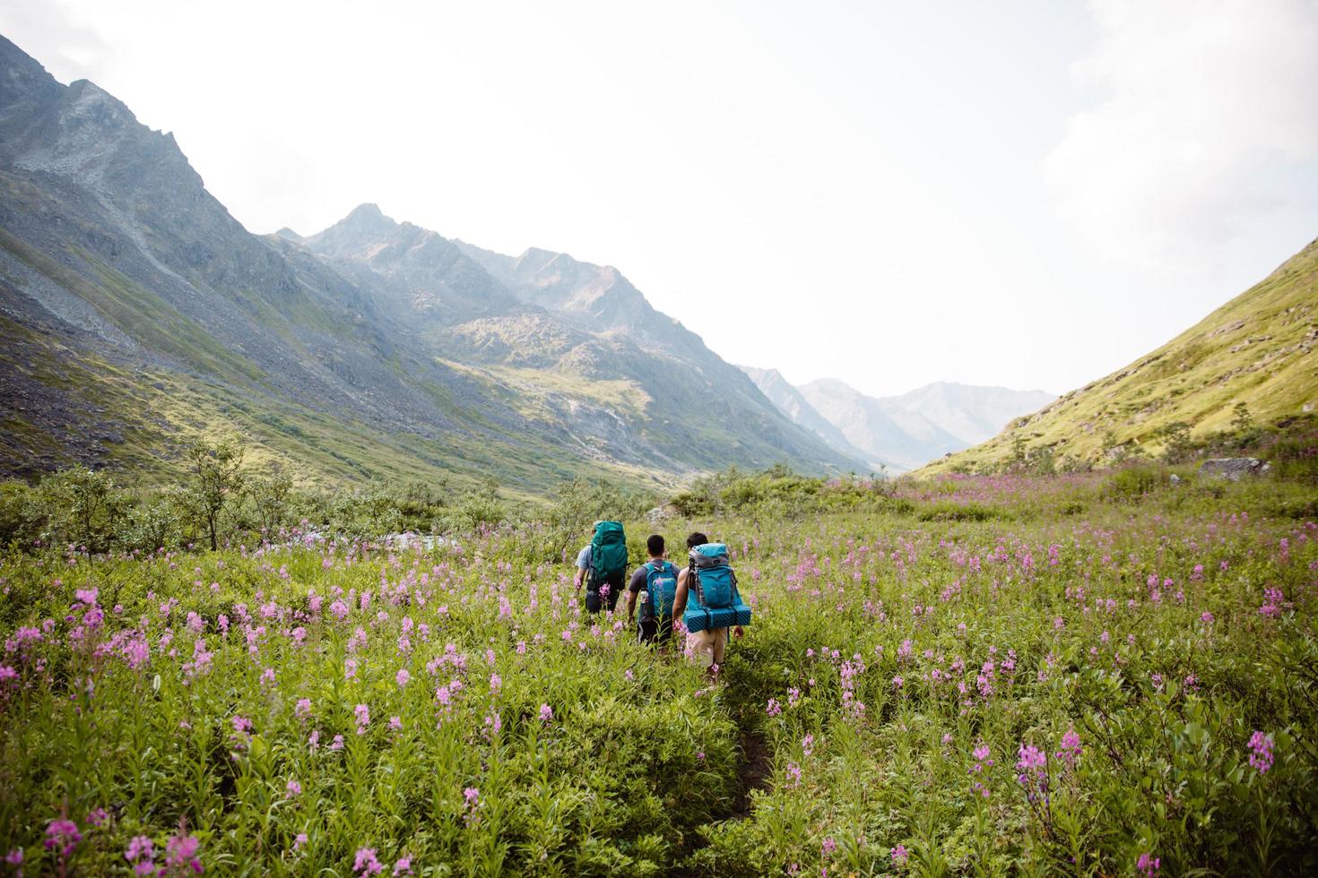 Hikers walking through wildflowers in Alaska photo