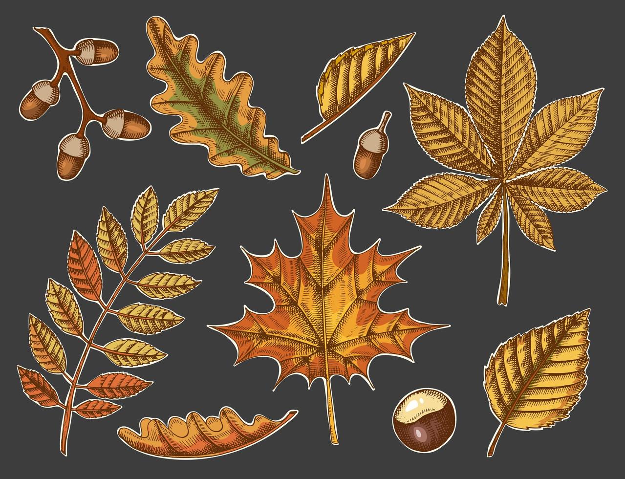 conjunto de hojas de otoño sobre un fondo oscuro vector