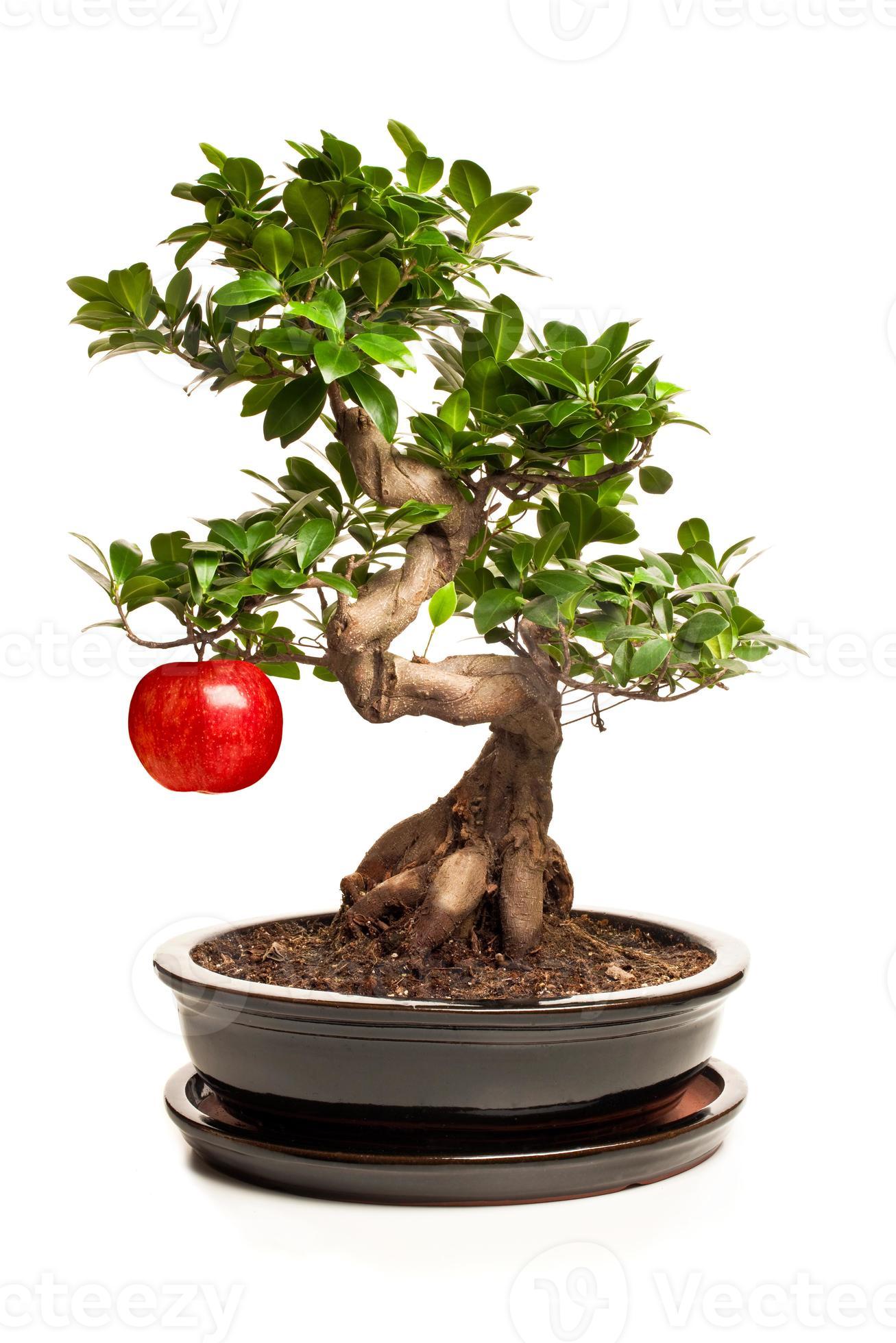 bonsai tree with big apple isolated on white 1238407 Stock Photo at