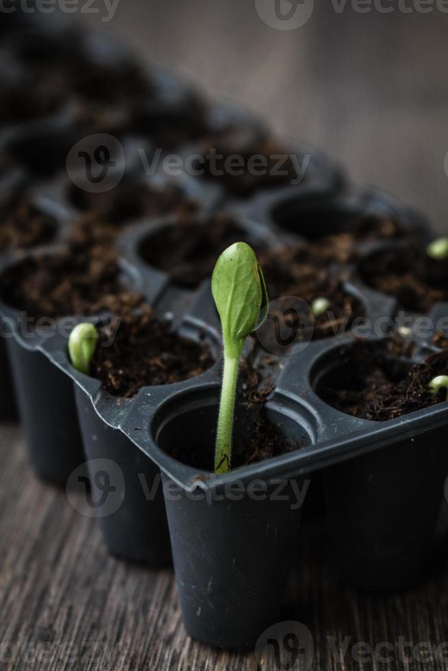 Green Sprout Growing photo