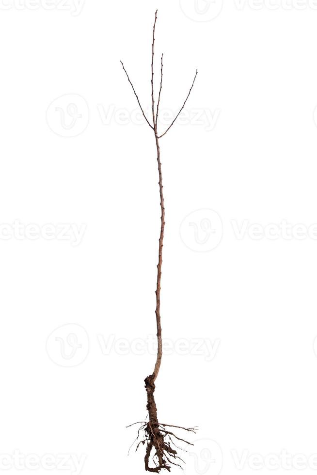 Apricot tree seedling 1238831 Stock Photo at Vecteezy