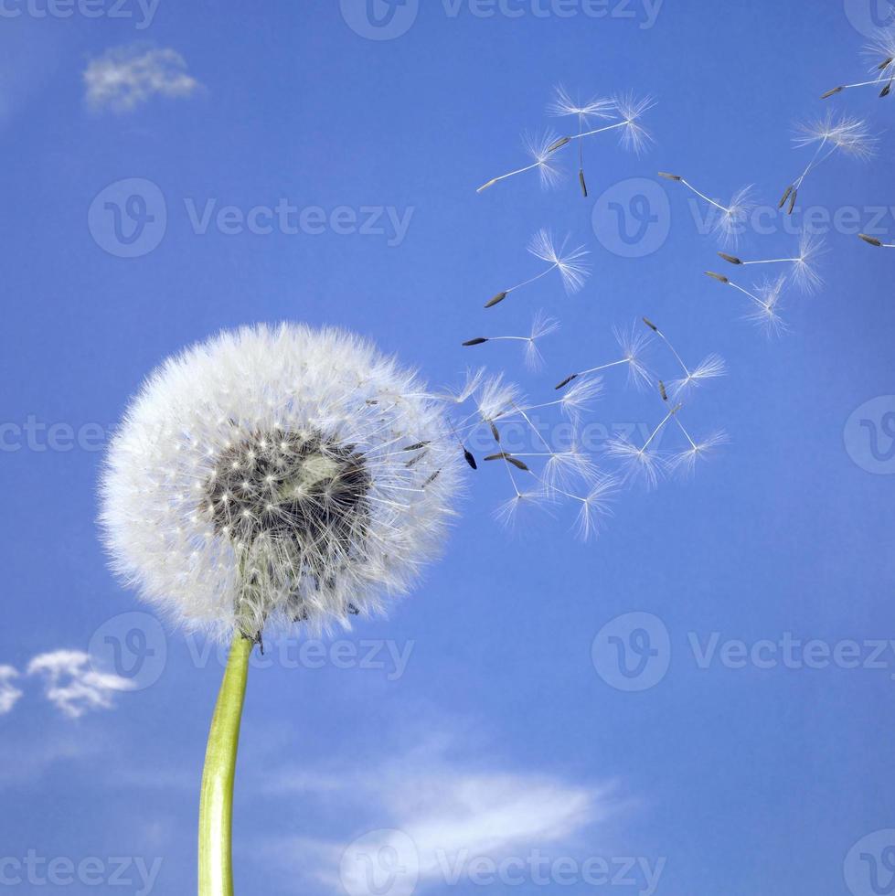 Dandelion being blown by the wind photo