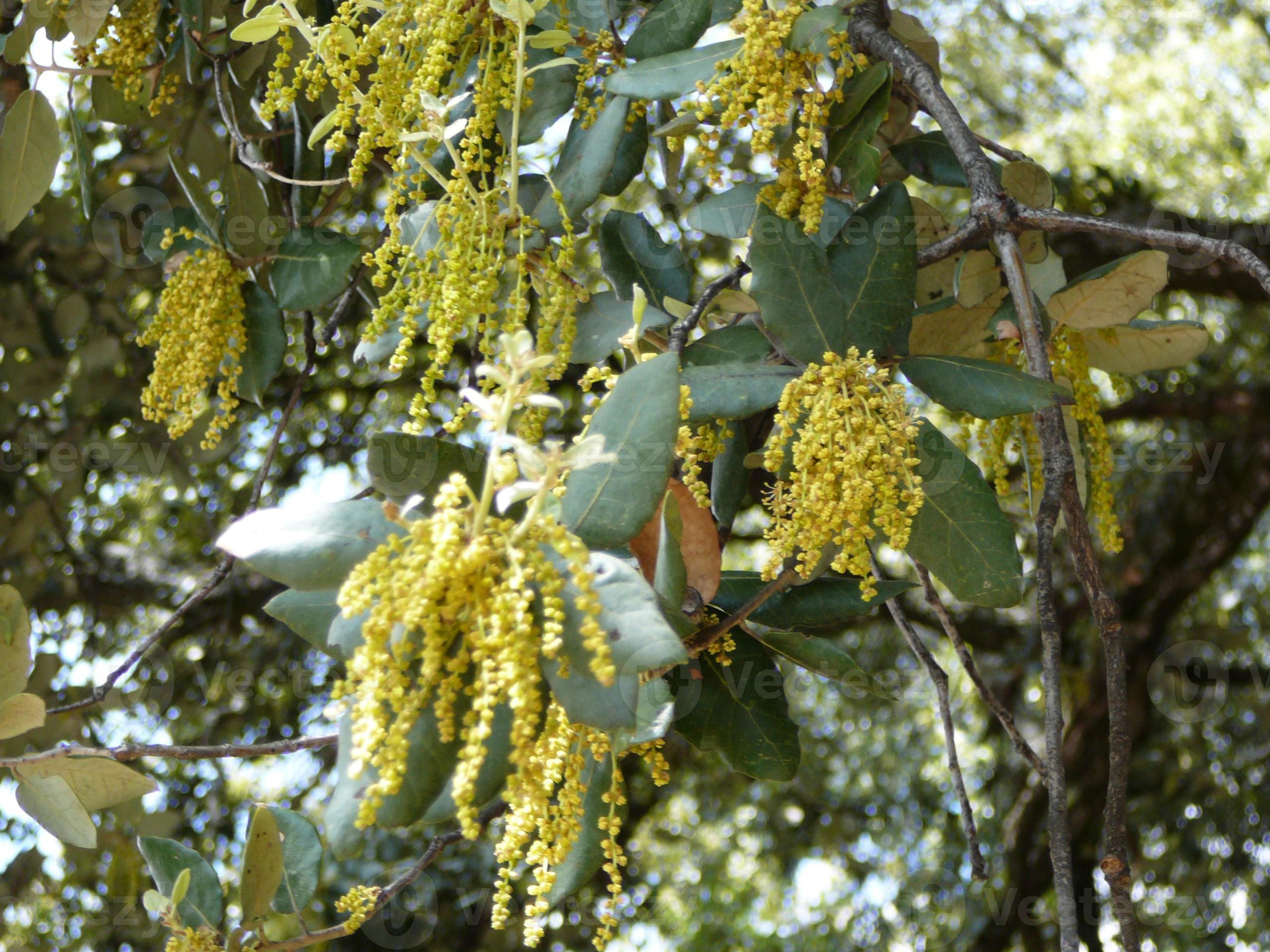 Male pollenbearing catkins on Coast Live Oak 1239905 Stock Photo at Vecteezy