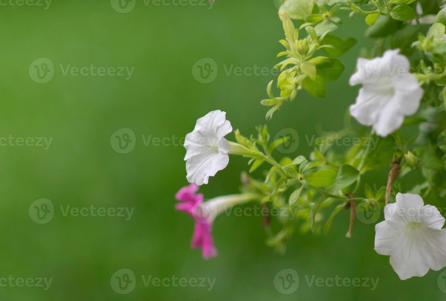 petunias colgantes (petunia hybrida vilm.) 1239957 Foto stock en Vecteezy