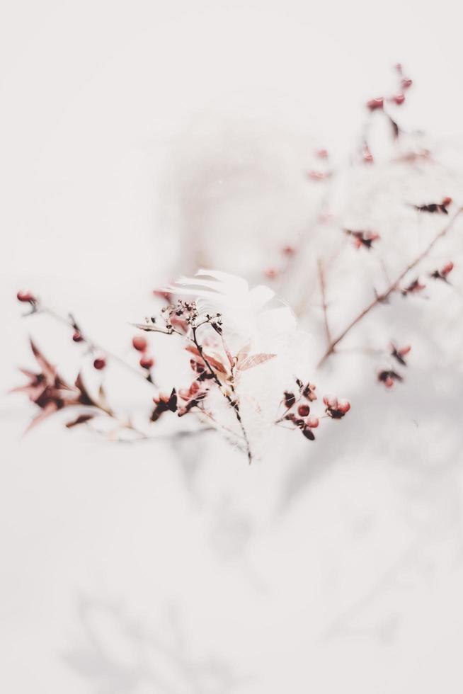 Red petaled flower photo