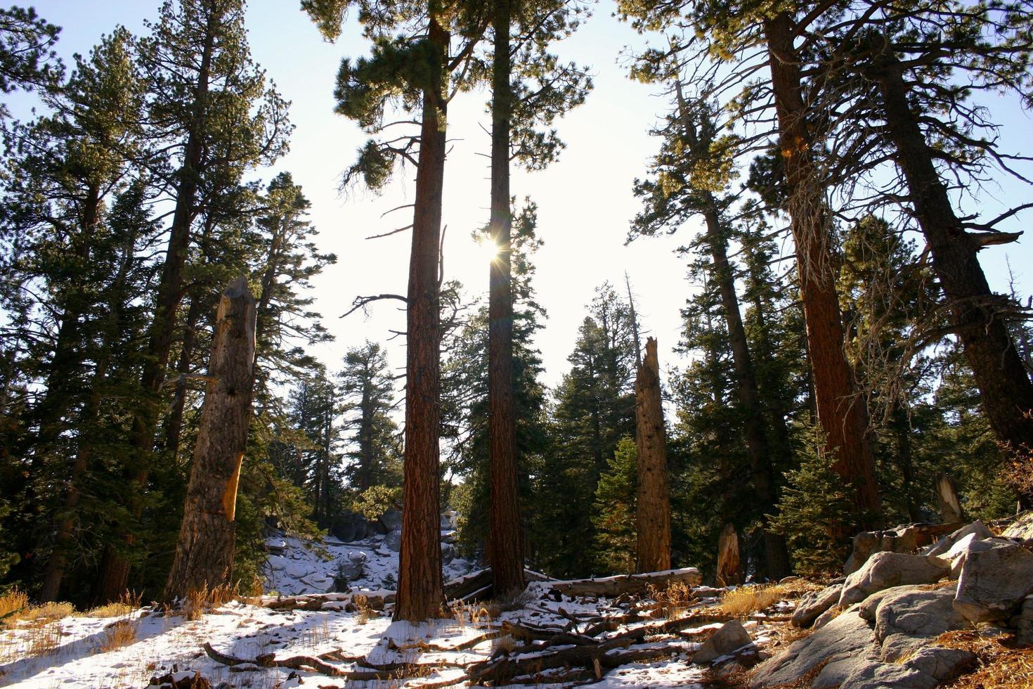 Green trees on snow-covered ground. photo