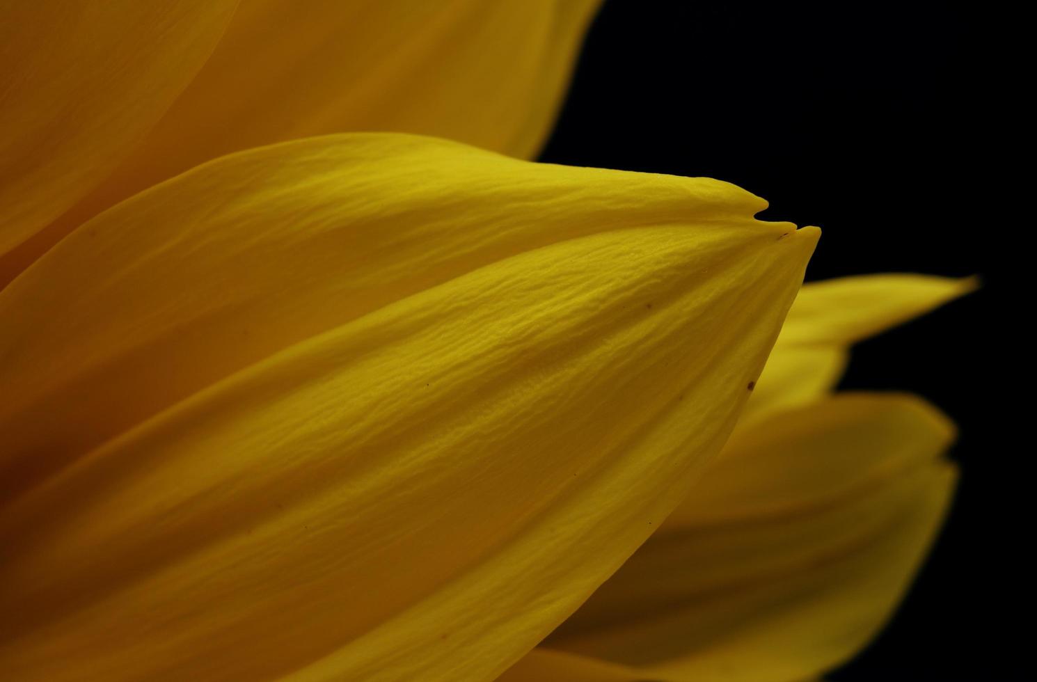 Yellow flower petals on black photo