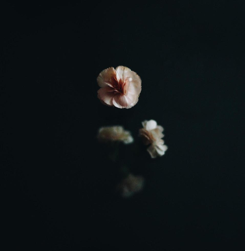 Pink and white flower  photo